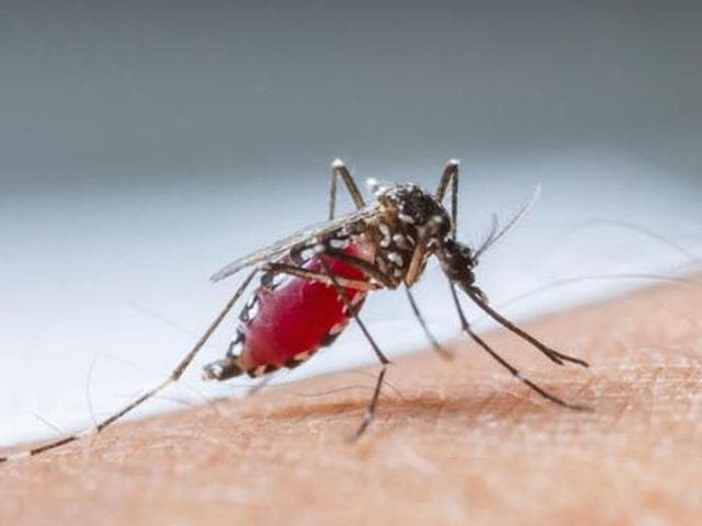 The health department’s first email stated that the number of dengue cases in the city is 102. Later, an official from the health department called the HT correspondent to state that the earlier information was incorrect but the official did not confirm the total number of cases.(HT File)