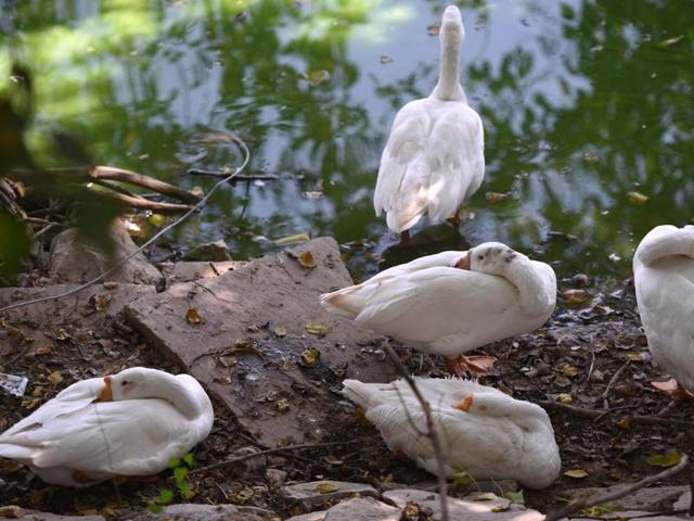 The state forest department has alerted its employees in the districts, national parks and sanctuaries also to remain on alert and immediately report every bird death. (HT Photo) The state forest department has alerted its employees in the districts, national parks and sanctuaries also to remain on alert and immediately report every bird death. (HT Photo)