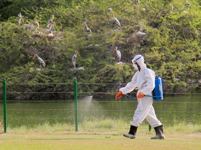 A zoo staff sprays chemicals near a rosy Pelican enclosure to prevent amid a bird flu (H5N1 avian influenza virus) scare in Delhi, on Saturday. (PTI)