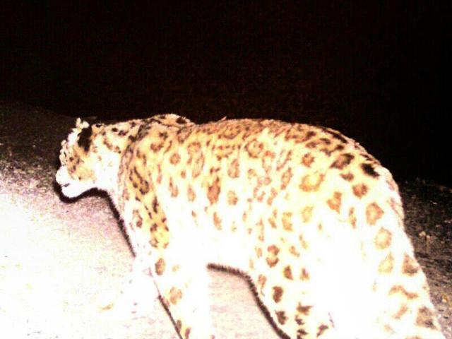 The leopard paws were likely to be used in some tantric ritual. (Pic for representation) The leopard paws were likely to be used in some tantric ritual. (Pic for representation)