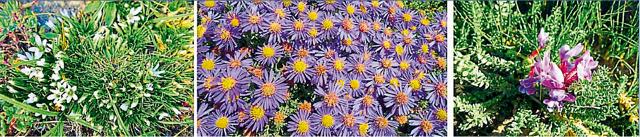 Blooms from Tibet: Arenaria bryophylla, aster species and oxytropis microphylla. (NARENDRA JOSHI) Blooms from Tibet: Arenaria bryophylla, aster species and oxytropis microphylla. (NARENDRA JOSHI)