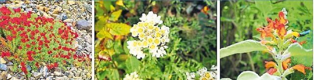 Blooms from Yatra’s India leg via Lipulekh Pass: Rhodiola fastigiata, anaphalis brevifolia and colquhonia coccinea. (NARENDRA JOSHI) Blooms from Yatra’s India leg via Lipulekh Pass: Rhodiola fastigiata, anaphalis brevifolia and colquhonia coccinea. (NARENDRA JOSHI)