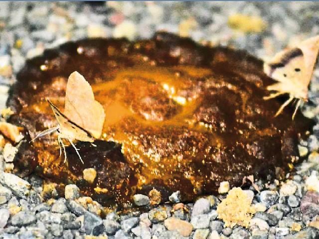 Moths’ nocturnal puddling on cattle dung at Perch dam, 11.30pm. (VIKRAM JIT SINGH) Moths’ nocturnal puddling on cattle dung at Perch dam, 11.30pm. (VIKRAM JIT SINGH)