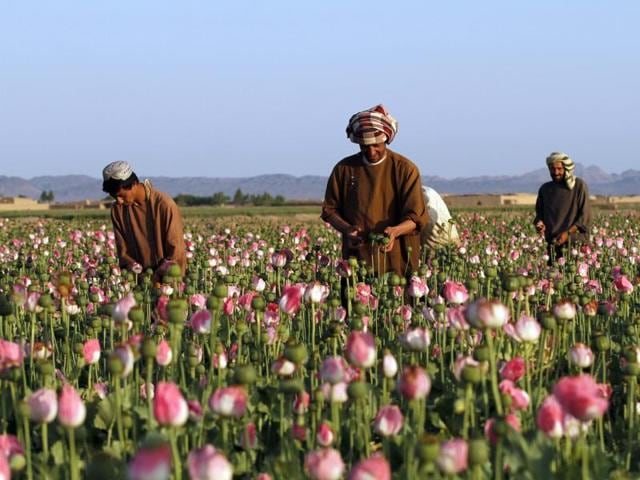 An Afghan boy carries a shovel on his shoulder as he walks in a poppy field in the Zhari district of Kandahar province, Afghanistan. (AP File) An Afghan boy carries a shovel on his shoulder as he walks in a poppy field in the Zhari district of Kandahar province, Afghanistan. (AP File)