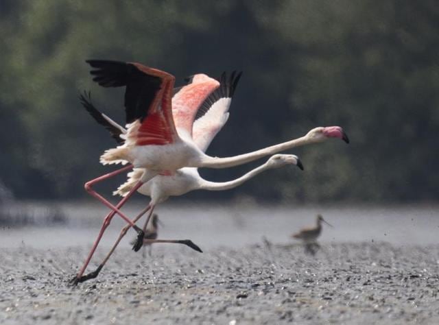 Local fishermen said more than 7,000 flamingos didn’t leave the 10-kilometre wetland stretch from Airoli to Vashi along the Thane creek.(Satish Bate/HT Photo)