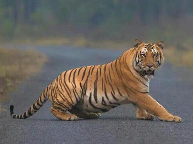 The carcass of a tiger was found at the Kanha Tiger Reserve in Madhya Pradesh, the second tiger death in this month.(AFP File)