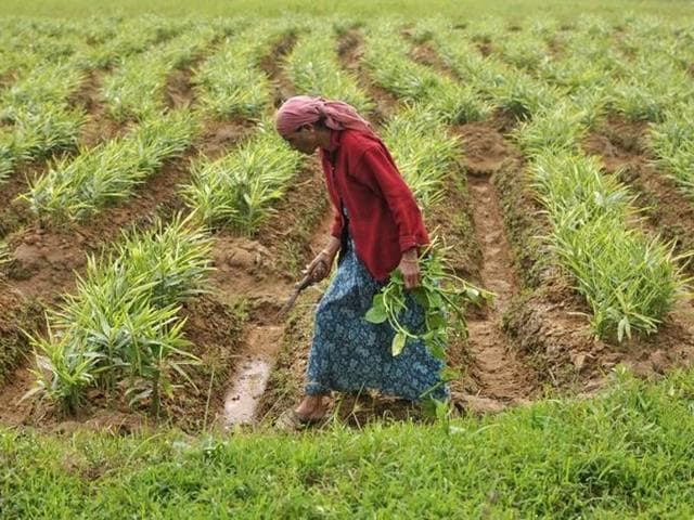 A farm labourer weeds a ginger field in Nagarally village in Karnataka, in July 2015. Gopal V, a son of a bonded labourer, is on a mission to help those trapped in debt bondage and ensure they get justice. (Reuters) A farm labourer weeds a ginger field in Nagarally village in Karnataka, in July 2015. Gopal V, a son of a bonded labourer, is on a mission to help those trapped in debt bondage and ensure they get justice. (Reuters)