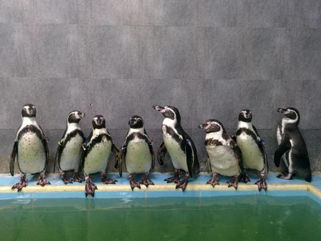 Penguin dies of infection at Mumbai zoo, activists ask police to probe