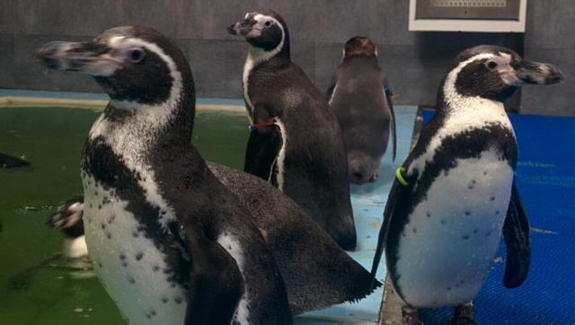 Dory’s death has animal activists worried, as the Humboldt Penguins are an endangered species. (HT file photo) Dory’s death has animal activists worried, as the Humboldt Penguins are an endangered species. (HT file photo)