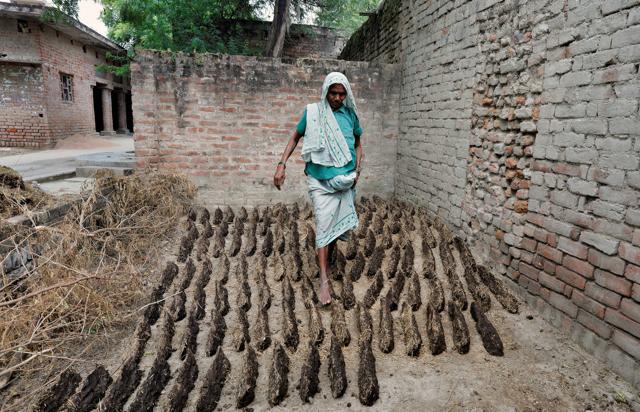 A woman walks in between cow dung cakes after making them near her house in Bedaru village, UP. (Reuters Photo) A woman walks in between cow dung cakes after making them near her house in Bedaru village, UP. (Reuters Photo)