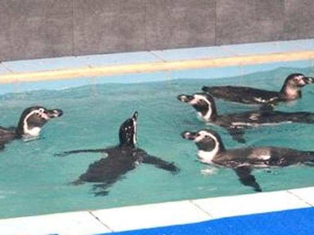 As a precautionary measure, a team of doctors from the Bombay Veterinary College will inspect the health of the remaining penguins. As a precautionary measure, a team of doctors from the Bombay Veterinary College will inspect the health of the remaining penguins.