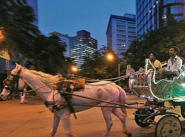 To phase out the horse-drawn carriages, the government plans to offer hawking and driving licences to half the owners and drivers. To phase out the horse-drawn carriages, the government plans to offer hawking and driving licences to half the owners and drivers.