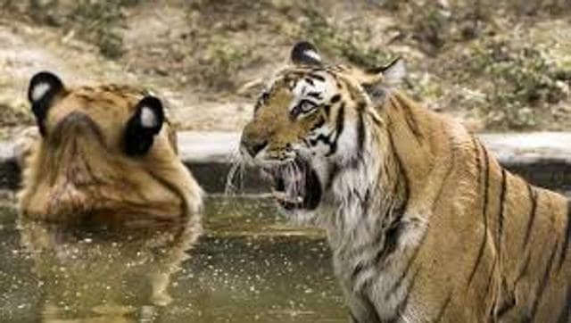 The zoo officials recently revealed that 12-year-old tiger, Rishi, and a seven-year-old tigress, Payel who were brought from Nandankanan Zoo in February this year, are showing signs of liking each other. (HT Photo) The zoo officials recently revealed that 12-year-old tiger, Rishi, and a seven-year-old tigress, Payel who were brought from Nandankanan Zoo in February this year, are showing signs of liking each other. (HT Photo)