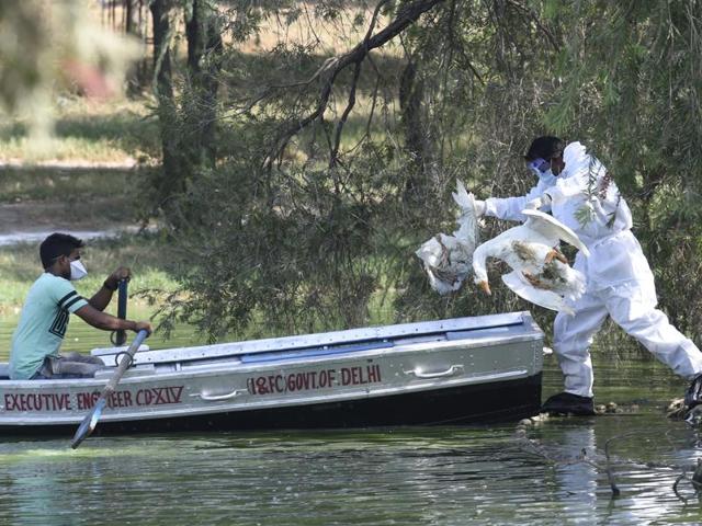 Officials remove dead birds from the lake near Shakti Sthal in central Delhi on Tuesday. (Arvind Yadav/HT Photo) Officials remove dead birds from the lake near Shakti Sthal in central Delhi on Tuesday. (Arvind Yadav/HT Photo)