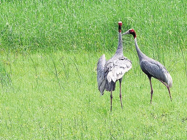 Avian flu: MP to test faecal samples of migratory birds - Hindustan Times Avian flu: MP to test faecal samples of migratory birds - Hindustan Times