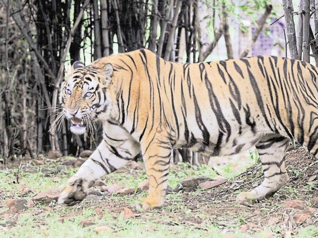 The state has this year recorded 23 big cat deaths, an alarming number for conservationists. (Praveen Bajpai/ HT file photo) The state has this year recorded 23 big cat deaths, an alarming number for conservationists. (Praveen Bajpai/ HT file photo)