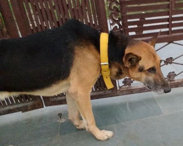 Jackie, a seven-year-old German Shepherd. Jackie, a seven-year-old German Shepherd.