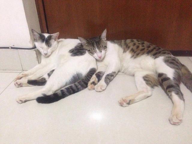 Chip and Dale, pampered adorable kittens. Chip and Dale, pampered adorable kittens.