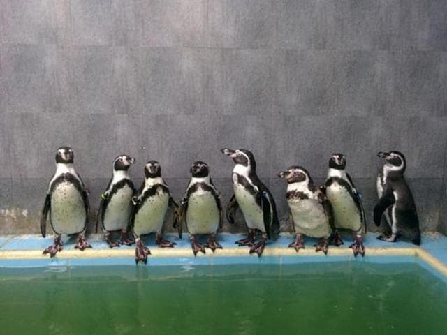 The present contractor will only build the penguin enclosure, which constitutes 15-20% of the revamp plan. (HT file photo) The present contractor will only build the penguin enclosure, which constitutes 15-20% of the revamp plan. (HT file photo)
