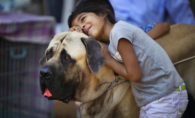 If you have a stray dog that lives in your society, let him or her into your building during the festival. (Kalpak Pathak / HT Photo)