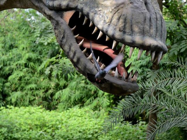 A pigeon leaves its nest from inside the jaws of a life-sized model of a dinosaur at the park in Gandhinagar. Not many know that Aaliya Sultana Babi, a member of the royal family that once ruled the Balasinor Estate in Gujarat, is often called the Dinosaur Princess for her keen interest in protecting prehistoric fossils and now promoting the fossil park. (AFP)