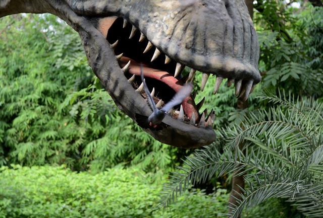 A pigeon leaving its nest from inside the jaws of a life-sized model of a dinosaur at the Dinosaur and Fossil Park at Indroda in Gandhinagar, some 30 km from Ahmedabad. (AFP Photo) A pigeon leaving its nest from inside the jaws of a life-sized model of a dinosaur at the Dinosaur and Fossil Park at Indroda in Gandhinagar, some 30 km from Ahmedabad. (AFP Photo)