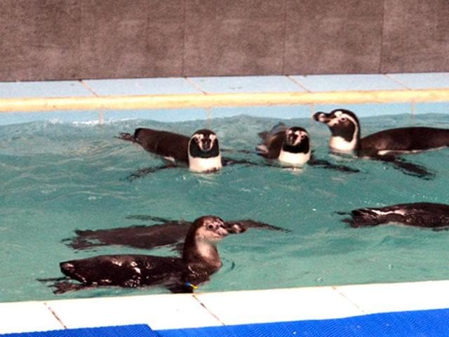 Eight Humboldt penguins were brought to the Byculla zoo on July 26, 2016.(HT file photo)