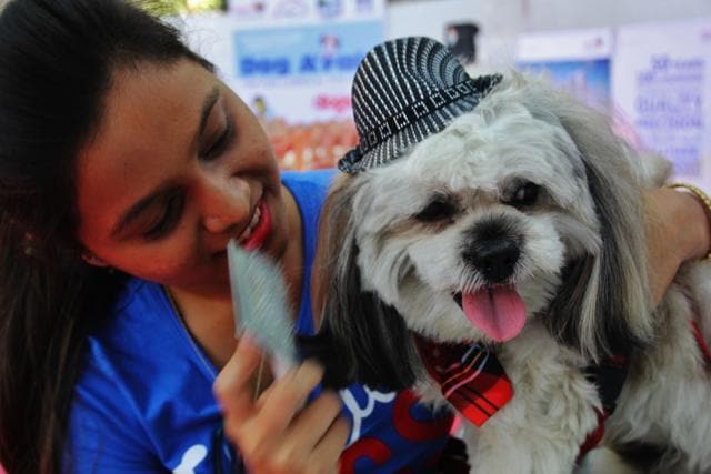 If you have a stray dog that lives in your society, let him or her into your building during the festival. (Praful Gangurde)