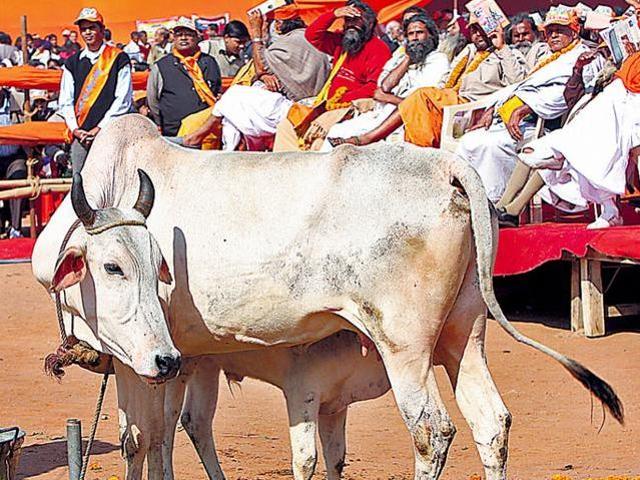 The crackdown on smuggling cows to Bangladesh has triggered a rise in the prices of beef in the neighbouring country. (HT Photo) The crackdown on smuggling cows to Bangladesh has triggered a rise in the prices of beef in the neighbouring country. (HT Photo)