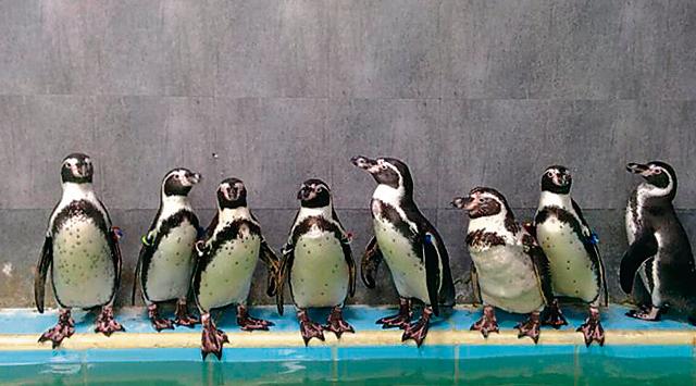 Dory, one of the eight Humboldt penguins brought to the Byculla Zoo, died of bacterial infection last week. (HT File Photo) Dory, one of the eight Humboldt penguins brought to the Byculla Zoo, died of bacterial infection last week. (HT File Photo)