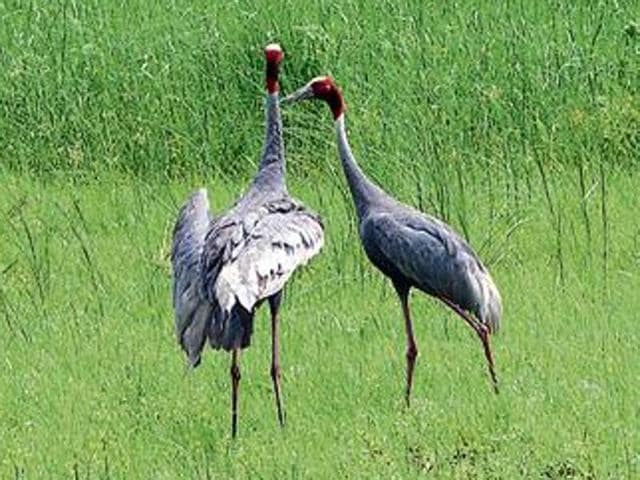 Nearly 370 species of birds, from the northern wheatear to yellow-rumped flycatcher – crisscross India from Europe, Russia and Mongolia each year, according to the Bombay Natural History Society.(HT file)