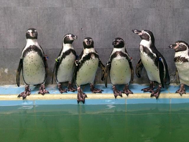 The death of Dory, a one-and-a-half-year-old female Humboldt penguin at Byculla zoo last week sparked bizarre scenes at the BMC’s standing committee meeting on Wednesday. The death of Dory, a one-and-a-half-year-old female Humboldt penguin at Byculla zoo last week sparked bizarre scenes at the BMC’s standing committee meeting on Wednesday.