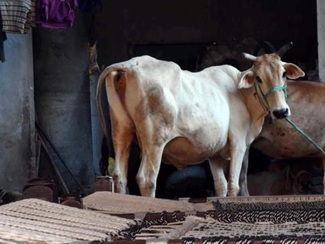 Cow smuggling to Bangladesh has been substantially curbed in the south Bengal districts of North2 4 Parganas, Nadia and Murshidabad. (HT Photo) Cow smuggling to Bangladesh has been substantially curbed in the south Bengal districts of North2 4 Parganas, Nadia and Murshidabad. (HT Photo)