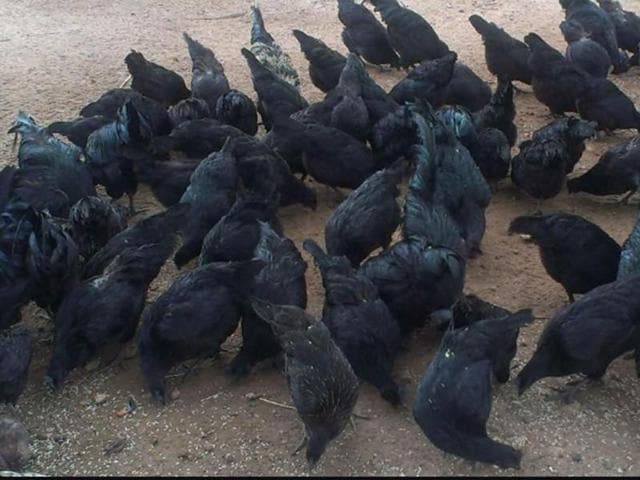 Kadaknath, a breed of black chicken, is found in tribal districts of Jhabua and Alirajpur. (HT photo) Kadaknath, a breed of black chicken, is found in tribal districts of Jhabua and Alirajpur. (HT photo)