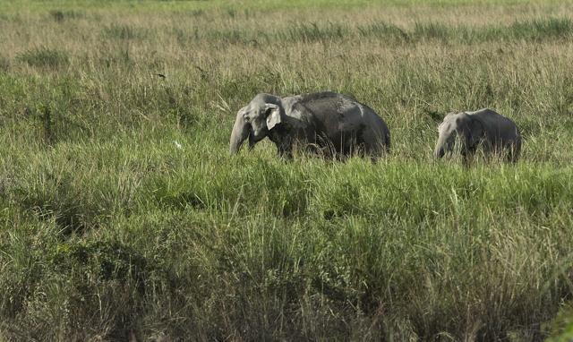 Wild Asiatic elephants graze in Kaziranga national park, east of Gawahati. (AP Photo)