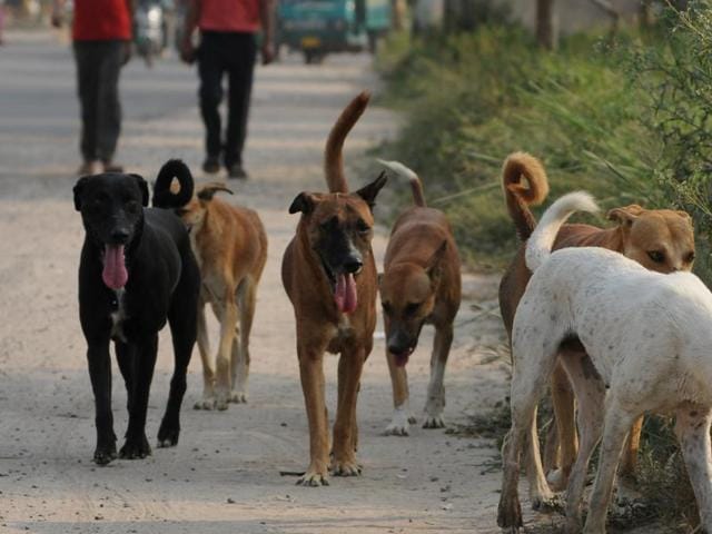 The Kerala government has ordered all local civic bodies to implement animal birth control (ABC) measures on a war-footing after stray dogs claimed their 10th victim this year. (Burhaan Kinu/HT File Photo) The Kerala government has ordered all local civic bodies to implement animal birth control (ABC) measures on a war-footing after stray dogs claimed their 10th victim this year. (Burhaan Kinu/HT File Photo)