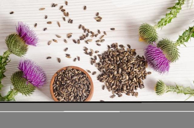 Milk Thistle helps to lower cholesterol, cleanses the liver and boosts metabolism (Shutterstock) Milk Thistle helps to lower cholesterol, cleanses the liver and boosts metabolism (Shutterstock)