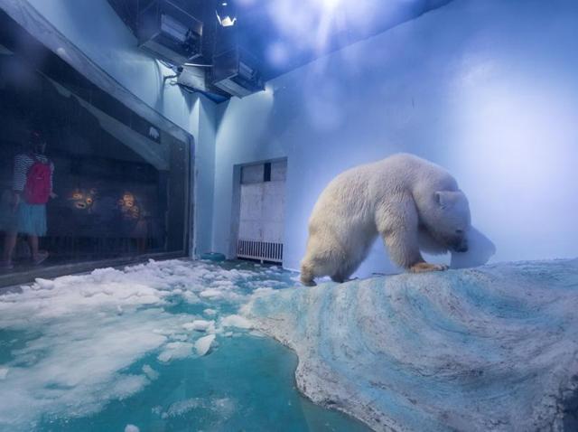 A polar bear is seen at an aquarium in Guangzhou, Guangdong province, China. (Reuters) A polar bear is seen at an aquarium in Guangzhou, Guangdong province, China. (Reuters)
