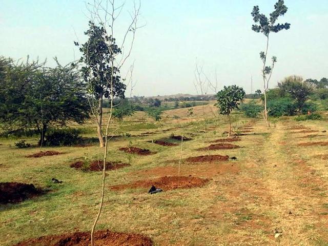 Forest department officials said the two cut down the trees to turn the forest into a farmland and then claim it. (File photo for representation purpose) Forest department officials said the two cut down the trees to turn the forest into a farmland and then claim it. (File photo for representation purpose)