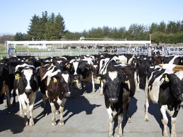 Cows stand in a pen before they are milked on a dairy farm near Carterton, New Zealand. In New Zealand there are twice as many cows as people, but it’s the hobbits that are really making hay. According to figures released Wednesday, Oct. 26, 2016, tourism has overtaken dairy as the nation’s top earner of overseas dollars. And tourism officials say the success of the fantasy movie trilogy The Hobbit has helped. (AP) Cows stand in a pen before they are milked on a dairy farm near Carterton, New Zealand. In New Zealand there are twice as many cows as people, but it’s the hobbits that are really making hay. According to figures released Wednesday, Oct. 26, 2016, tourism has overtaken dairy as the nation’s top earner of overseas dollars. And tourism officials say the success of the fantasy movie trilogy The Hobbit has helped. (AP)