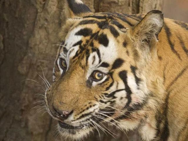 Seventy-five tigers have died so far this year across the country with Madhya Pradesh alone accounting nearly one-third of the toll.(HT photo) Seventy-five tigers have died so far this year across the country with Madhya Pradesh alone accounting nearly one-third of the toll.(HT photo)