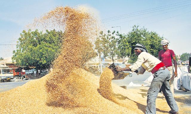 GRAIN GAIN: Labourers at the grain market in Rohtak. Haryana, one of the smallest states in the country, is today the second largest contributor to the national food basket. (Manoj Dhaka/HT File) GRAIN GAIN: Labourers at the grain market in Rohtak. Haryana, one of the smallest states in the country, is today the second largest contributor to the national food basket. (Manoj Dhaka/HT File)