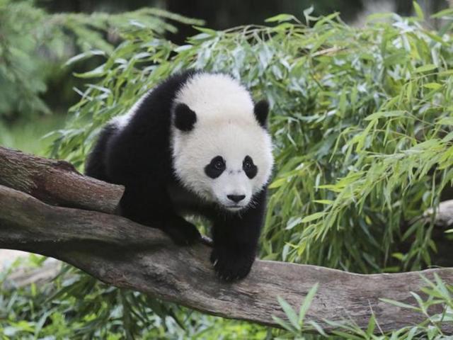A file photo of a panda.(Reuters)