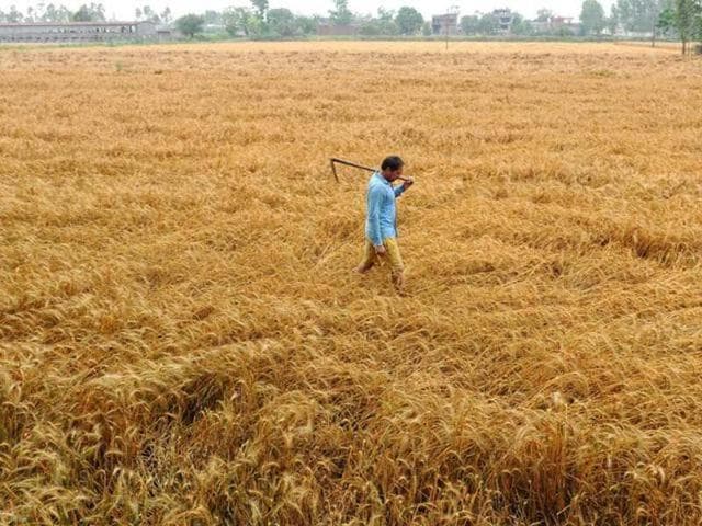 This steep and sudden hike in the rate of flour being sold by chakkis (local flour mills) is being attributed to a dip in supply of wheat to the flour mills from the Food Corporation of India (FCI) under the open market sale scheme. (HT File) This steep and sudden hike in the rate of flour being sold by chakkis (local flour mills) is being attributed to a dip in supply of wheat to the flour mills from the Food Corporation of India (FCI) under the open market sale scheme. (HT File)