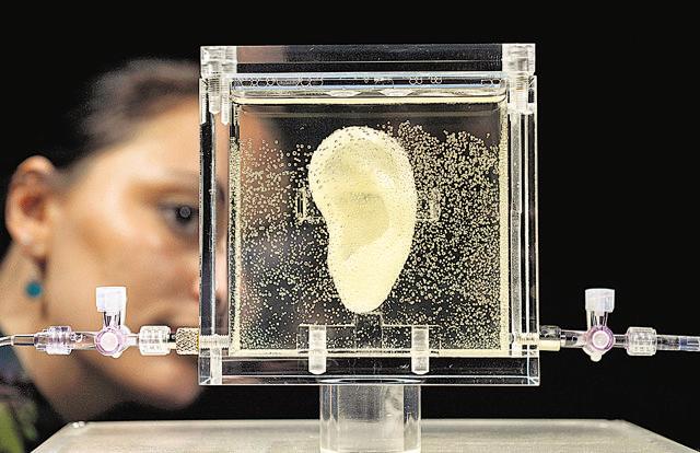 A woman looks on the living replica of Dutch painter Vincent van Gogh's famously severed ear which was displayed at the Culture and media museum ZKM, in Karlsruhe, southwestern Germany in 2014. The ear was part of an exhibition titled Sugababe by Diemut Strebe, an artist who specialised in artworks using biological material. He collaborated with scientists to reconstruct the Dutch master's ear using DNA from a relative and 3D printers. (AFP)