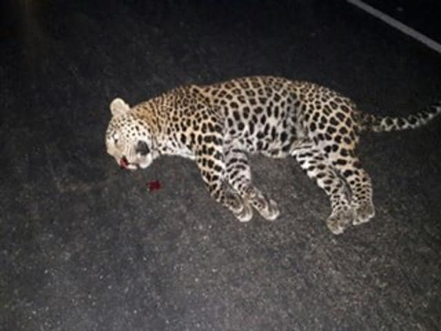 Witnesses said that in a bid to cross faster, the leopard jumped and the vehicle smashed into the it. (HT photo) Witnesses said that in a bid to cross faster, the leopard jumped and the vehicle smashed into the it. (HT photo)
