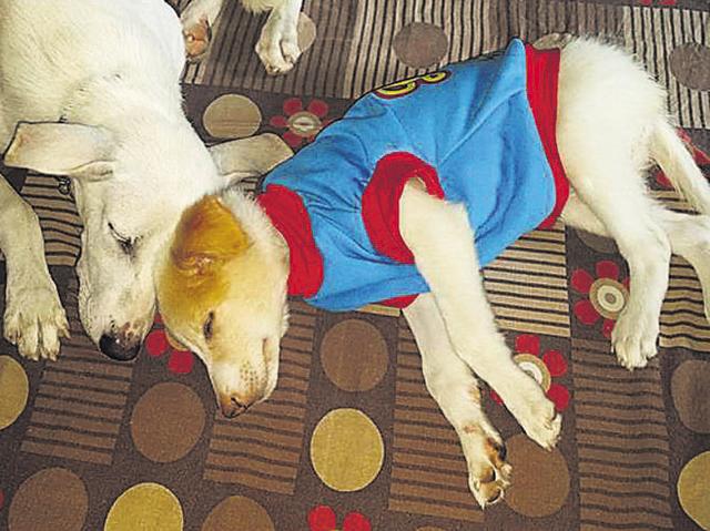 Hatchi (in blue) went missing on the night of October 22 from Sector 14. (HT Photo) Hatchi (in blue) went missing on the night of October 22 from Sector 14. (HT Photo)