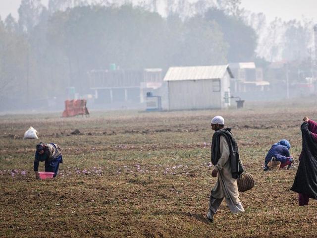 Cultivators picking saffron flowers in pampore, Kashmir, India. (Waseem Andrabi/ HT Photo)
