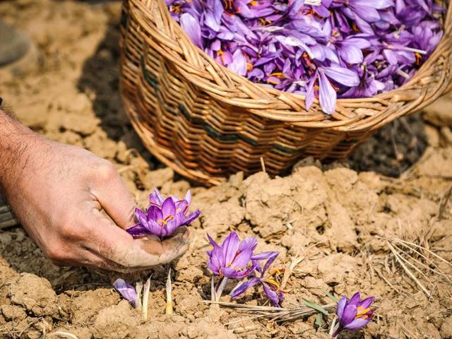 Cultivator picks saffron flowers from field in Pampore, Kashmir, India. (Waseem Andrabi/ HT Photo)