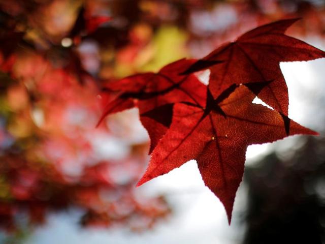 Light filters through colored leaves as autumn weather arrives in Europe in Orvault, western France, October 18, 2016. (REUTERS/Stephane Mahe)